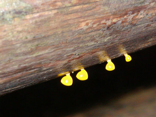 sol-duc-yello-thing