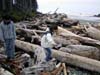 beach-log