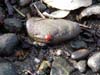 dungeness-lady-bug-by-the-sea