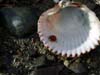 dungeness-lady-bug-in-a-shell