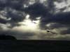 dungeness-seagul2