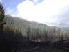 hall-of-moss-frosting-mt