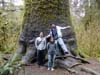 hall-of-moss-giant-tree2