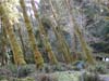 hall-of-moss-leaning