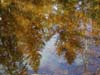 hall-of-moss-reflection