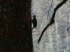 hall-of-moss-wood-pecker2