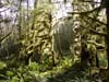 hall-of-moss