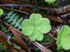 quinault-4-leaf-clover