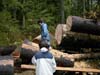 quinault-trail-blow-down