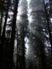sol-duc-ray