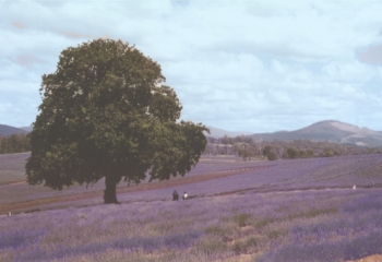 Lavender Farm