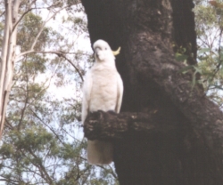 Sulfur Crested Cockatoo