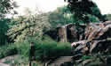 cat rock