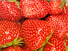 The best strawberry on the market !
