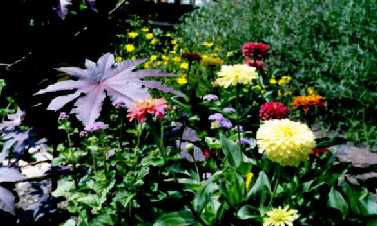 Annuals for reliable bloom
