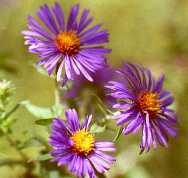 NEW ENGLAND ASTERS