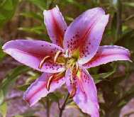 Pink Oriental lily