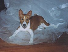 Picture of my Basenji, Ruby