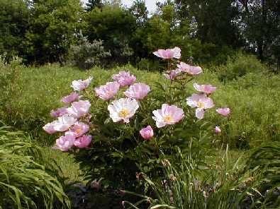 Single-flowered peony