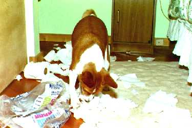 Ruby destroying 9 rolls of toilet tissue