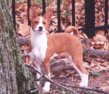 CHA CHA POSES IN HER BACK YARD