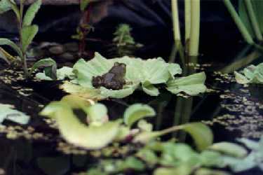 Frog on water lettuce