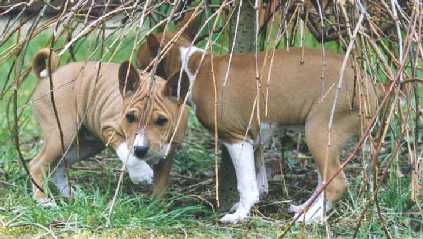 OLLIE AND KANZI PLAY AMONG THE WILLOWS