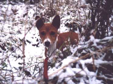 Splash loves the snow!