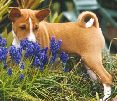 TOTO SNIFFS A CLUMP OF MUSCARI