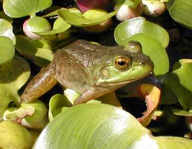 A cute little resident of this year's pond