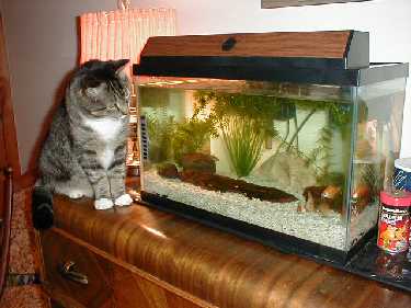 Cat fishing in the aquarium