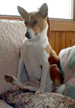 Basenji sitting with feet in the air