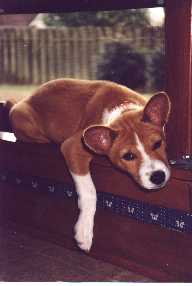 Ginger , the 