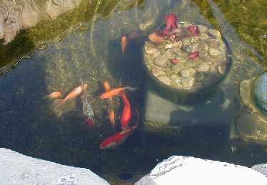 Fish and waterlily in very early spring