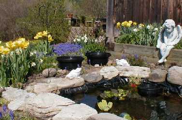 The pond in early May