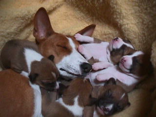 Sage and her puppies, asleep