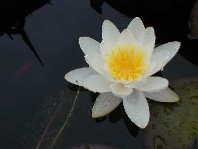 My very first waterlily blossom