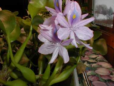 Water hyacinths growing indoors