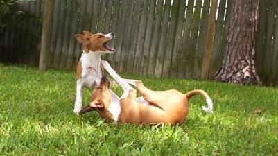 Cali plays with her basenji/whippet brother Chewy