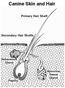 Diagram of canine hairshaft