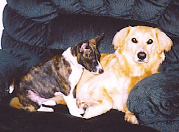 Brindle baby Kirra with Molson Golden