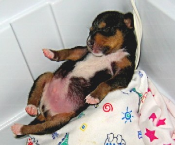 Preemie Senji on his heating pad shortly after birth