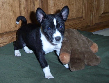 Adorable Barklee at 9 weeks old