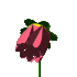 flowerredclr.gif - 5662 Bytes