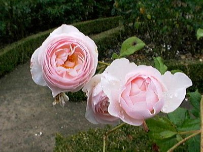 plyedgerosegdn.jpg - 33844 Bytes