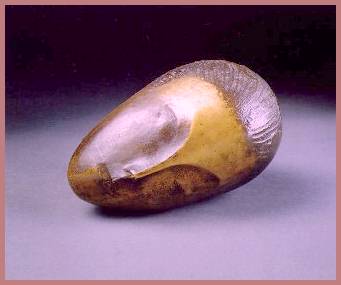 musa.jpg (11185 bytes)