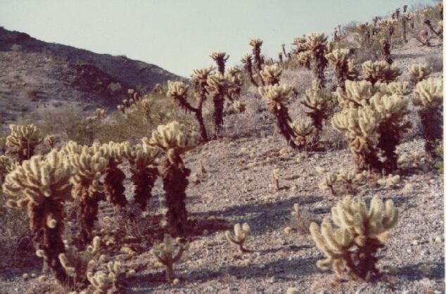 Cholla