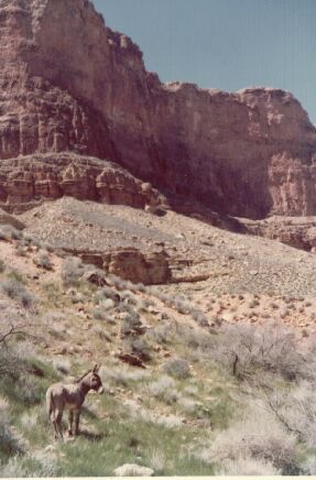 Grand Canyon
