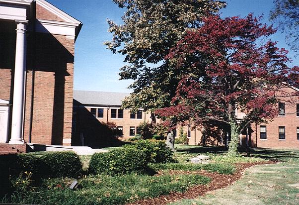 Another view of trees at the First Baptist Church.&nbsp;&nbsp; 