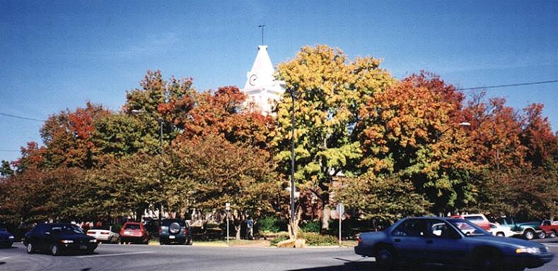 A view of the trees that help make our square such a colorful place.
